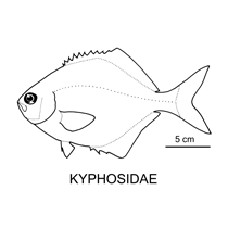 Line drawing of kyphosidae